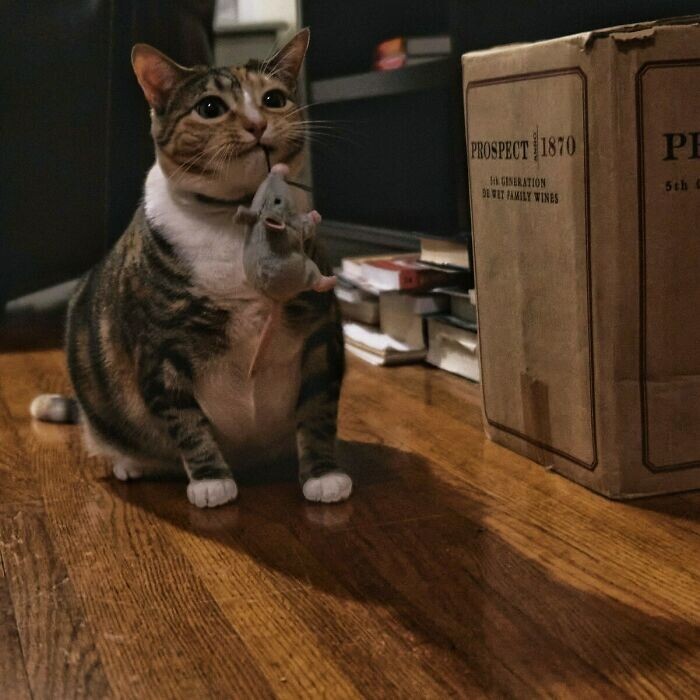 Funny Pets And Their Toys (27 pics) Funny Pets And Their Toys (27 pics)