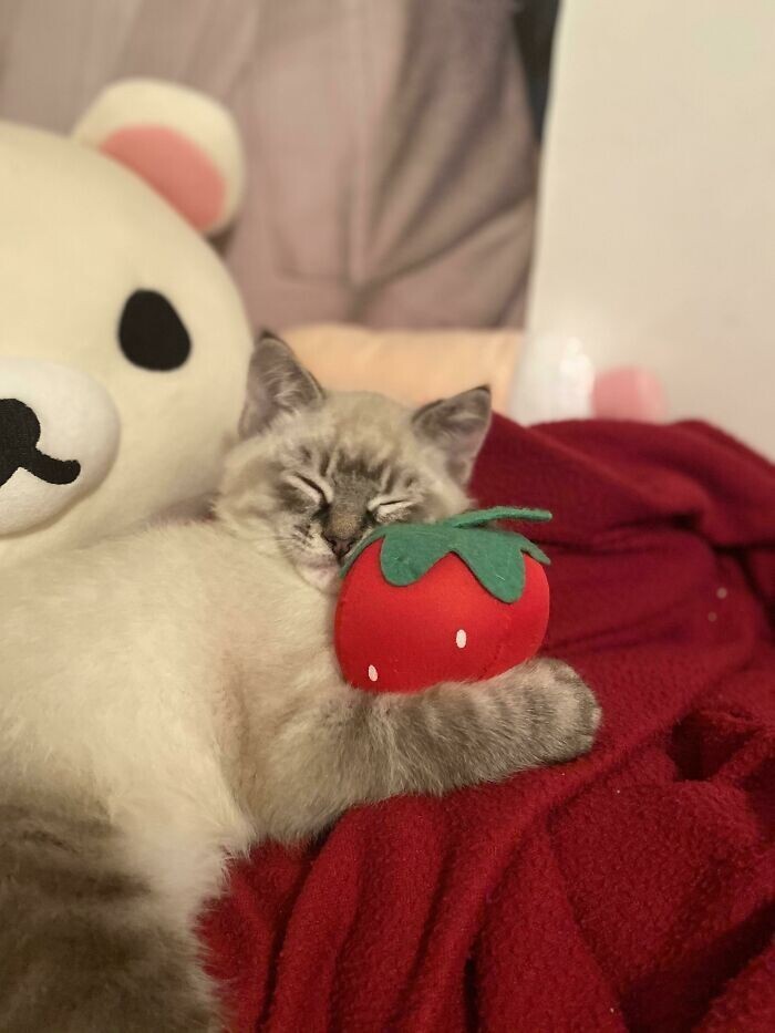 Funny Pets And Their Toys (27 pics) Funny Pets And Their Toys (27 pics)