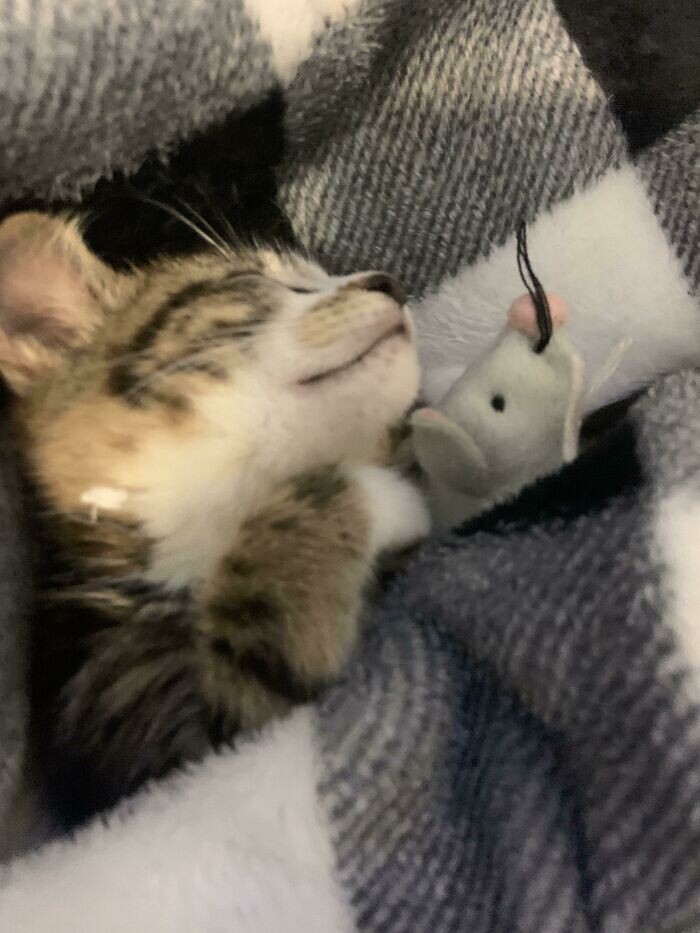 Funny Pets And Their Toys (27 pics) Funny Pets And Their Toys (27 pics)