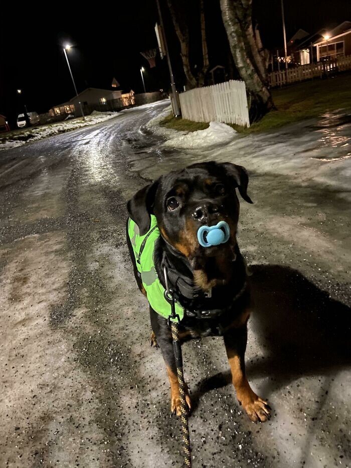 Funny Pets And Their Toys (27 pics) Funny Pets And Their Toys (27 pics)