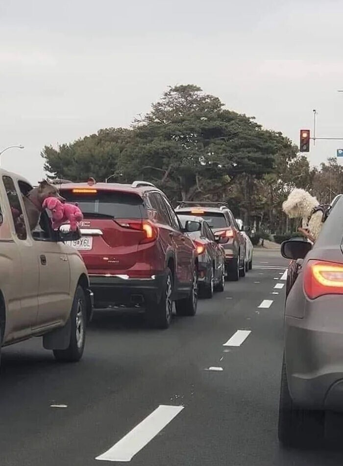 Funny Pets And Their Toys (27 pics) Funny Pets And Their Toys (27 pics)