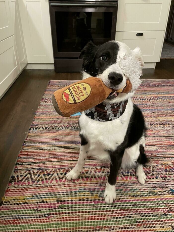 Funny Pets And Their Toys (27 pics)