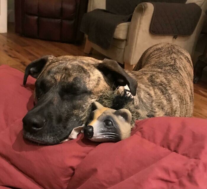 Funny Pets And Their Toys (27 pics) Funny Pets And Their Toys (27 pics)