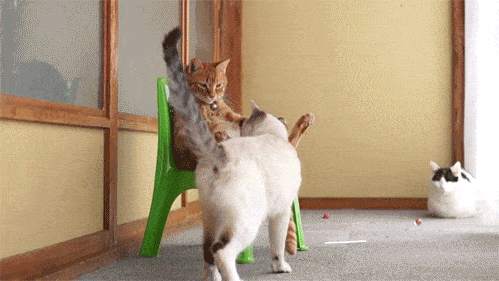 Acid GIFs, November 3 (25 gifs)