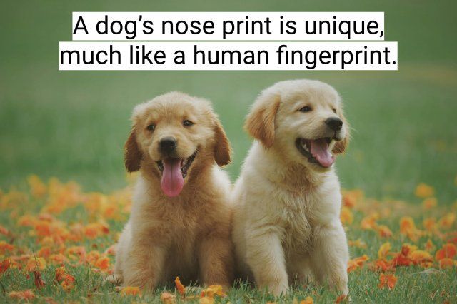 Interesting Facts About Dogs (16 pics)