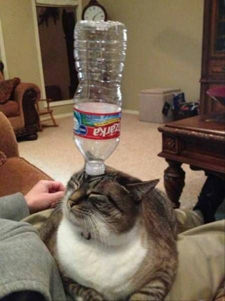 Daily Pictures. Part 1 (64 pics)