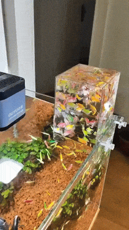 Acid GIFs, November 4 (25 gifs)