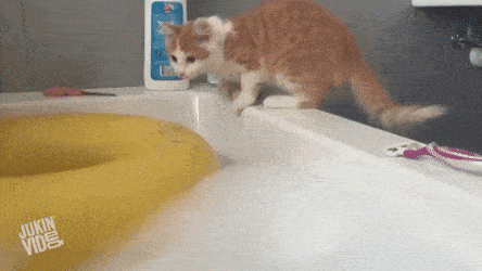 Acid GIFs, November 4 (25 gifs)