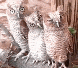 Acid GIFs, November 4 (25 gifs)