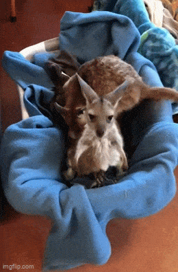 Acid GIFs, November 4 (25 gifs)