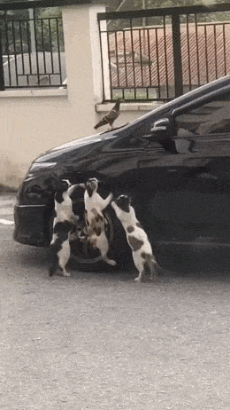 Acid GIFs, November 4 (25 gifs)