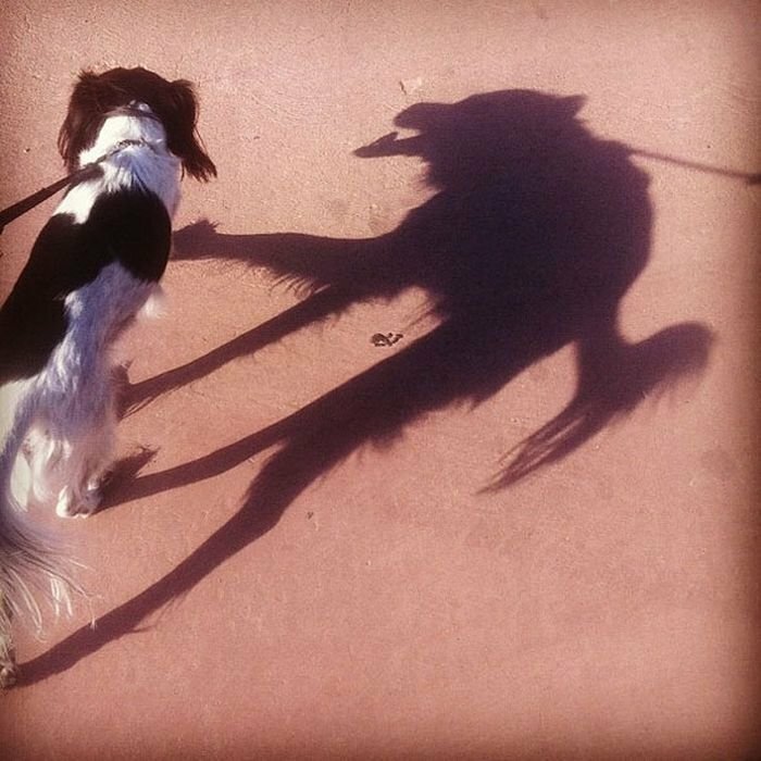 Hilarious Shadows (24 pics)