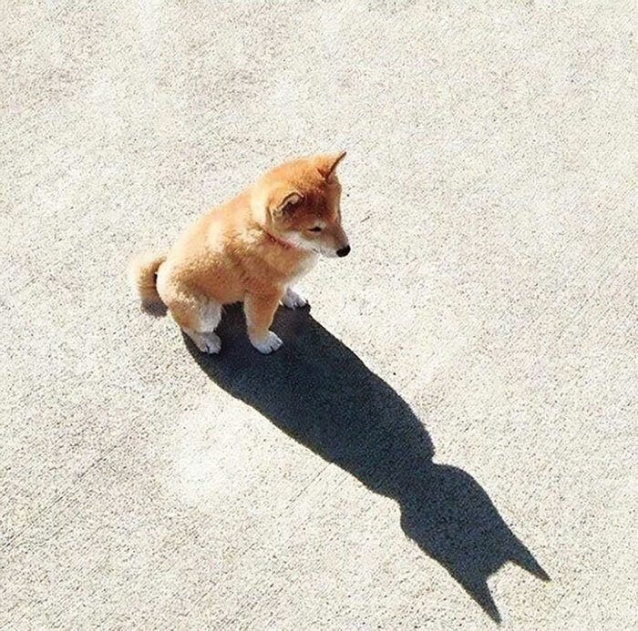 Hilarious Shadows (24 pics)