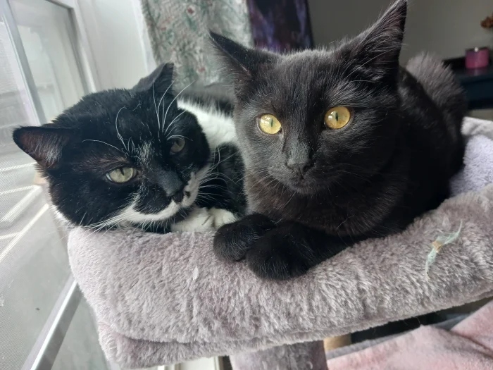 Cute And Funny Cats (20 pics) Cute And Funny Cats (20 pics)