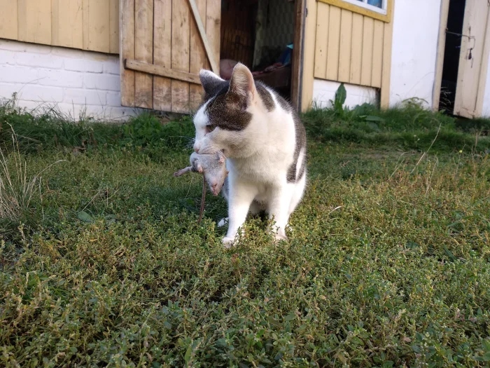 Cute And Funny Cats (20 pics) Cute And Funny Cats (20 pics)