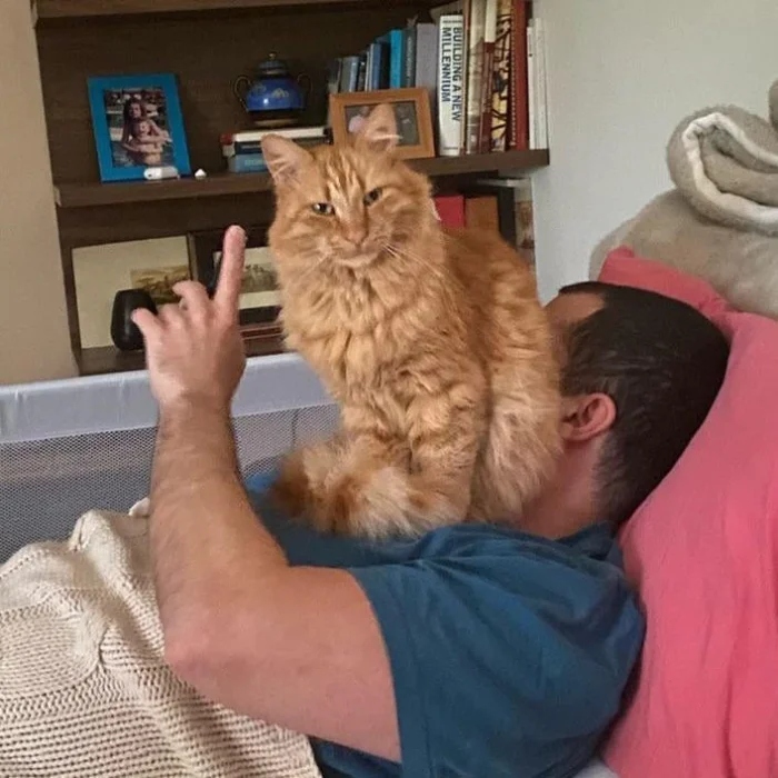 Cute And Funny Cats (20 pics) Cute And Funny Cats (20 pics)