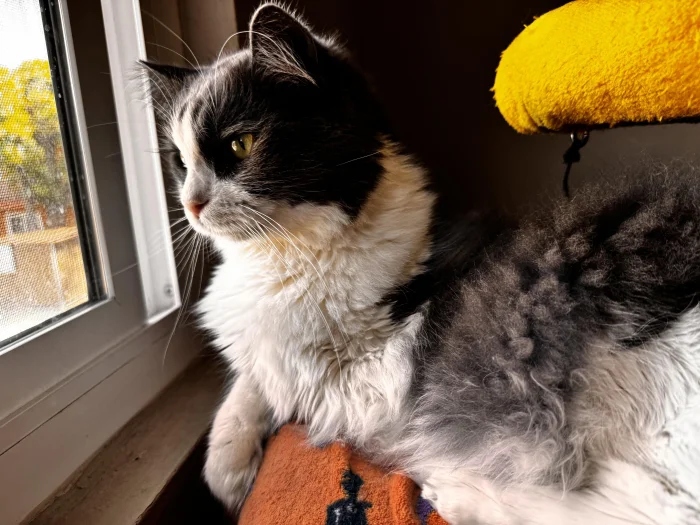 Cute And Funny Cats (20 pics) Cute And Funny Cats (20 pics)