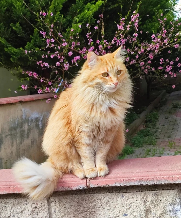 Cute And Funny Cats (20 pics) Cute And Funny Cats (20 pics)