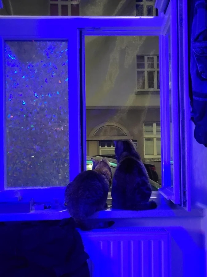 Cute And Funny Cats (20 pics) Cute And Funny Cats (20 pics)