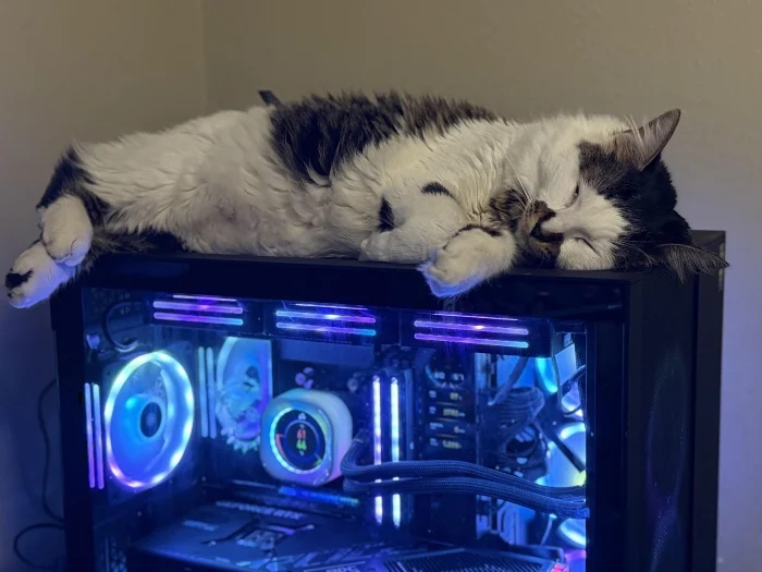 Cute And Funny Cats (20 pics) Cute And Funny Cats (20 pics)