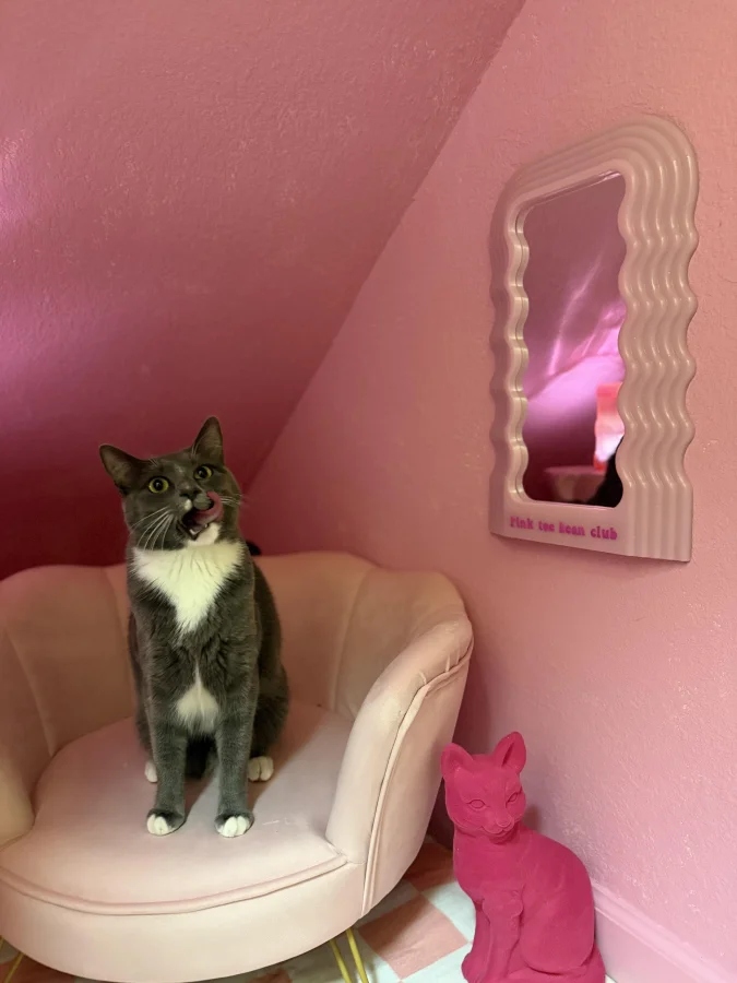 Cute And Funny Cats (20 pics) Cute And Funny Cats (20 pics)