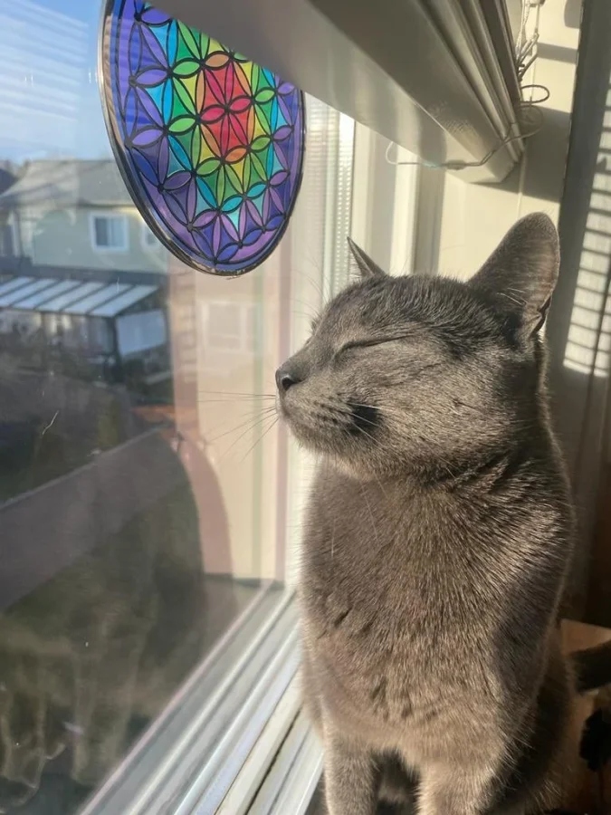 Cute And Funny Cats (20 pics) Cute And Funny Cats (20 pics)