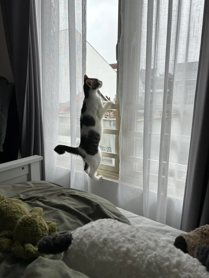 Cute And Funny Cats (20 pics) Cute And Funny Cats (20 pics)