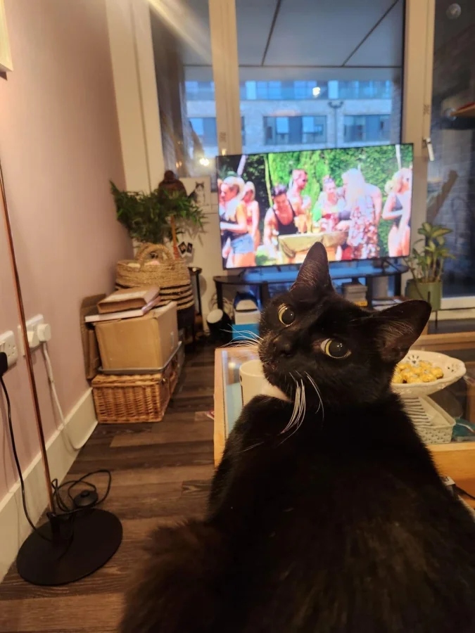 Cute And Funny Cats (20 pics)