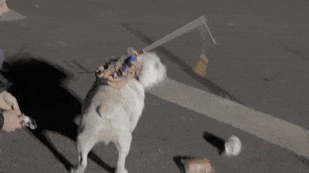 Acid GIFs, November 7 (25 gifs) Acid GIFs, November 7 (25 gifs)