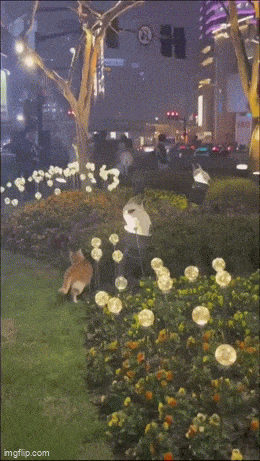 Acid GIFs, November 7 (25 gifs) Acid GIFs, November 7 (25 gifs)