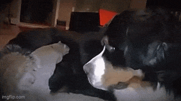 Acid GIFs, November 7 (25 gifs) Acid GIFs, November 7 (25 gifs)