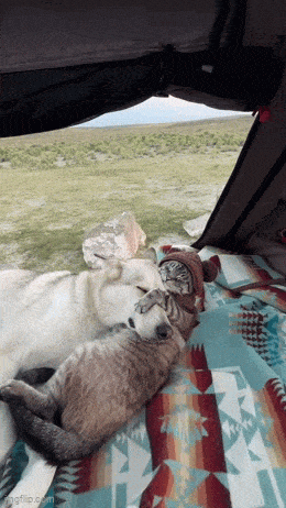 Acid GIFs, November 7 (25 gifs) Acid GIFs, November 7 (25 gifs)