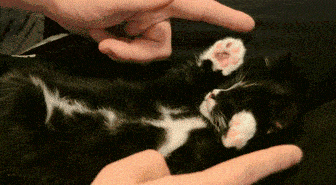 Acid GIFs, November 10 (25 gifs)