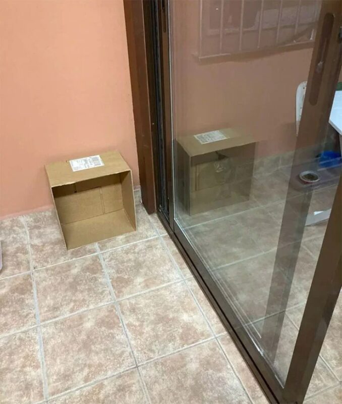 Funny Cats (25 pics)