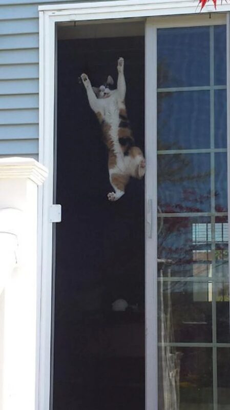 Funny Cats (25 pics)