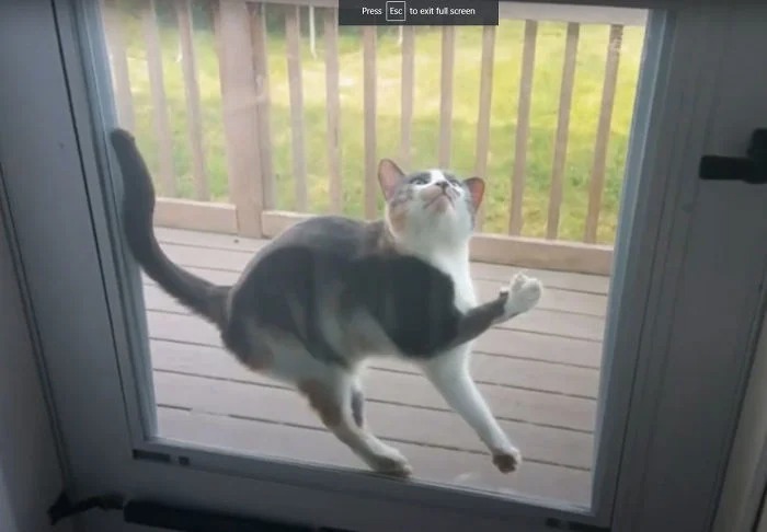 Funny Cats (25 pics)