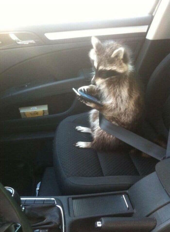 Hilarious Raccoons (25 pics)