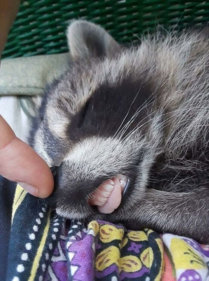 Hilarious Raccoons (25 pics)