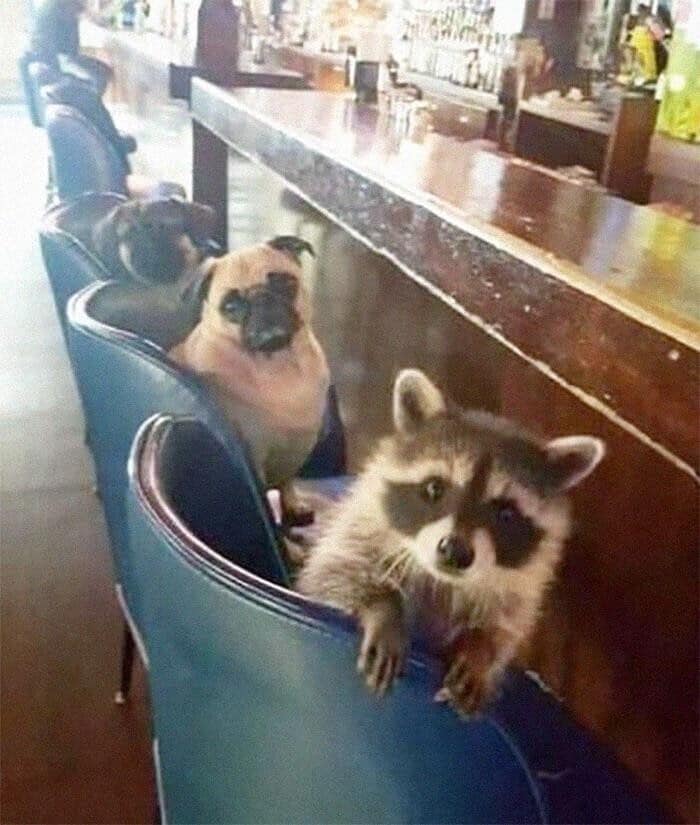 Hilarious Raccoons (25 pics)