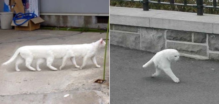 Funny Panoramic Photos (23 pics)