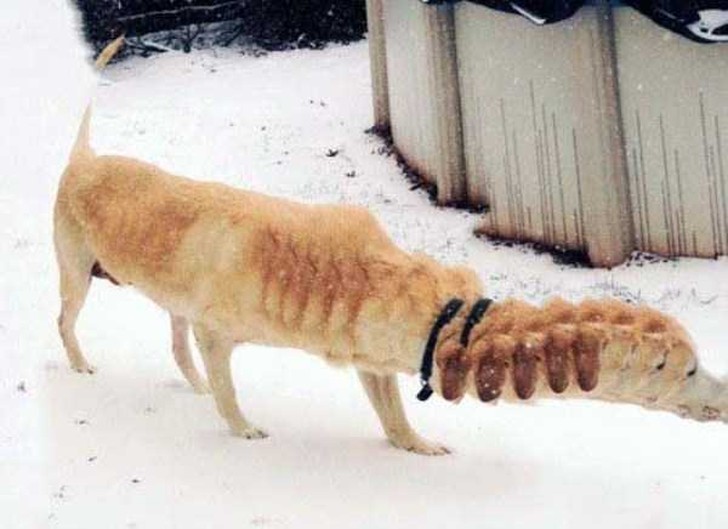 Funny Panoramic Photos (23 pics)