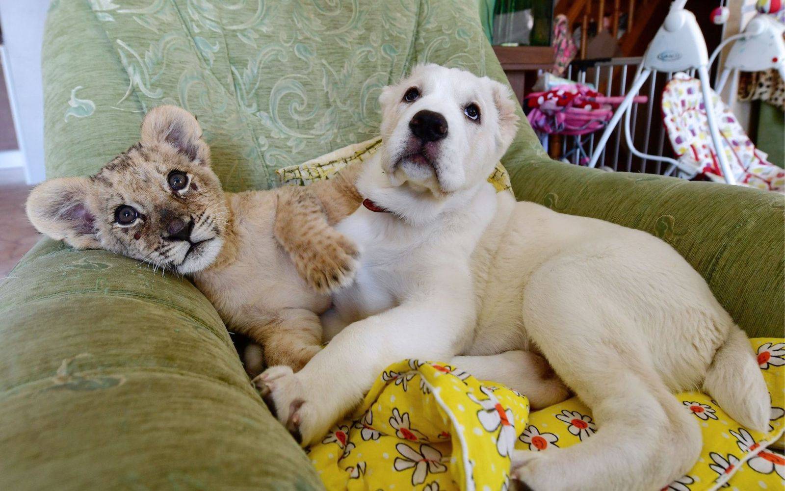 Daily Pictures. Part 2 (63 pics) Daily Pictures. Part 2 (63 pics)