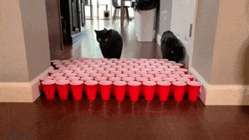 Acid GIFs, November 12 (25 gifs)