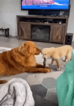 Acid GIFs, November 12 (25 gifs)