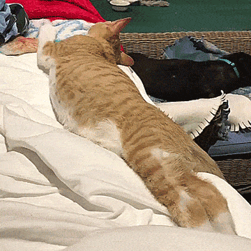 Acid GIFs, November 12 (25 gifs)