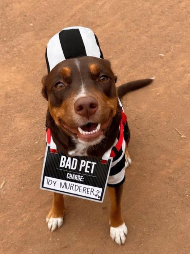 Cute And Funny Dogs (21 pics)