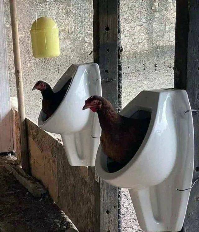 Daily Pictures. Part 1 (72 pics)