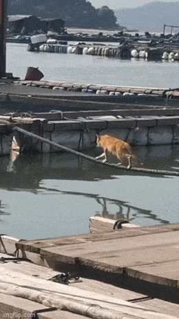 Acid GIFs, November 13 (25 gifs) Acid GIFs, November 13 (25 gifs)