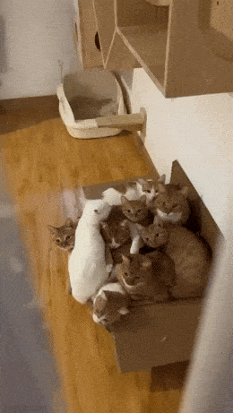 Acid GIFs, November 13 (25 gifs) Acid GIFs, November 13 (25 gifs)