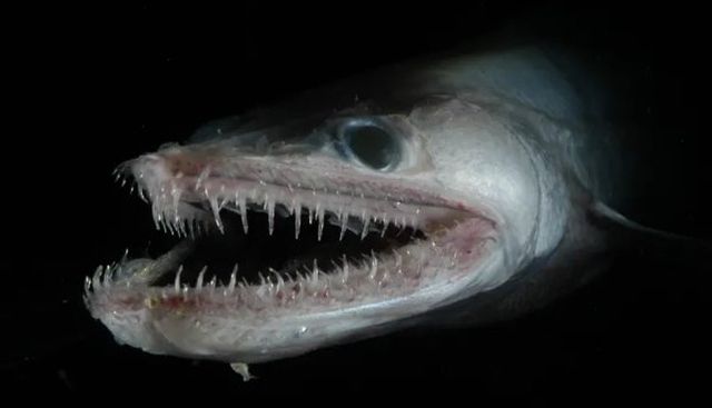 Creepy Deep-Sea Creatures (15 pics)